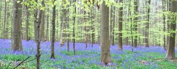 ハルの森「ブルーベル」Blue Bells in Halle