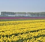 ベルギーとオランダのチューリップ畑をめぐる日帰り旅行