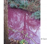 用水路が紫に変色。ブルゴーニュの血？