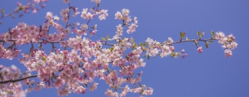 ハッセルト日本庭園　お花見　Cherry Blossom Festival – Hanami