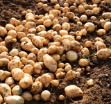 フリッツ王国ベルギー、ジャガイモ豊作ゆえの危機