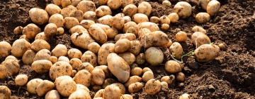 フリッツ王国ベルギー、ジャガイモ豊作ゆえの危機