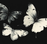 M. Butterfly「エム.バタフライ(蝴蝶君）」